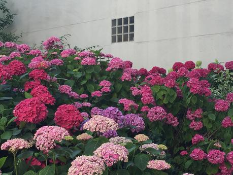 Les couleurs de mes jours IMG_5098