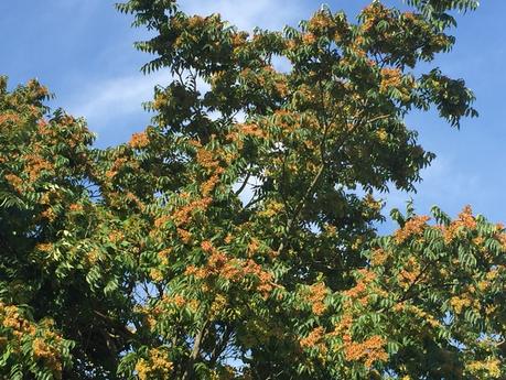 Les couleurs de mes jours IMG_5077