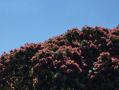 Les couleurs de mes jours IMG_5067