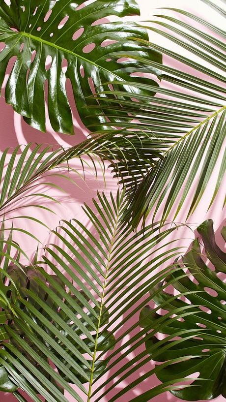 best iPhone wallpapers, tropical vibes, palm leaves