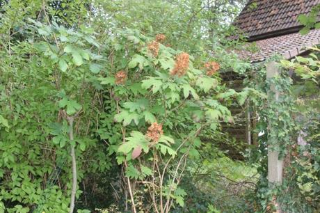 22 hydrangea quercifolia veneux 9 sept 2017 012 (1).jpg