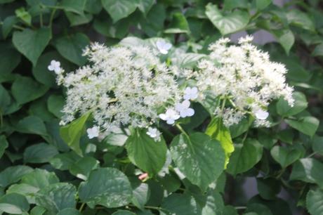 9 hydrangea petiolaris veneux 23 mai 2017 028.jpg