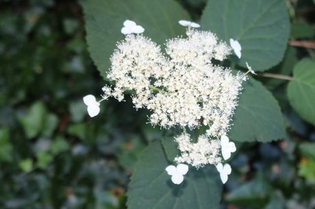 13 hydrangea radiata veneux 18 juil 2016 022.jpg