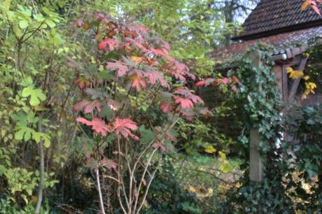 23 hydrangea quercifolia veneux 12 nov 2017 011.jpg