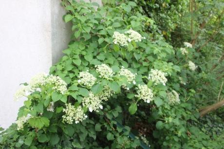 8 hydrangea petiolaris veneux 21 mai 2018 009 (9).jpg