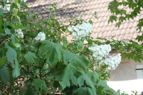 20 hydrangea quercifolia 2 juil 2018 002.jpg