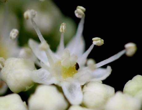 5 bretsch fleur 11 mai 2011 017.jpg