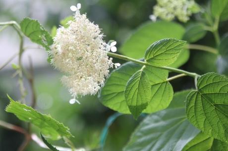 11 hydrangea radiata veneux 5 juil 2017 004.jpg