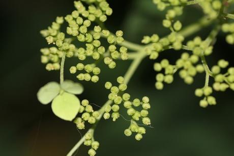 18 hydrangea radiata veneux 14 sept 2012 036 (1).jpg