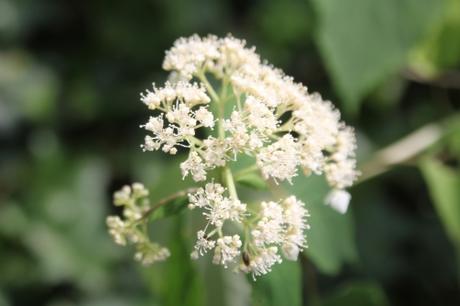 12 hydrangea radiata veneux 29 juin 2018 010 (1).jpg