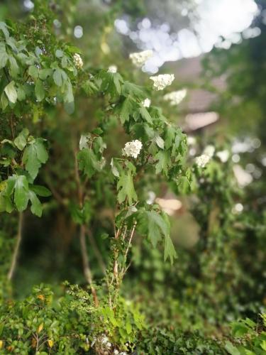 19 hydrangea quercifolia 1 juil 2018 153.jpg