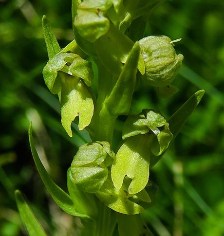 Orchis grenouille (Dactylorhiza viridis) Orchis grenouille (Dactylorhiza viridis)
