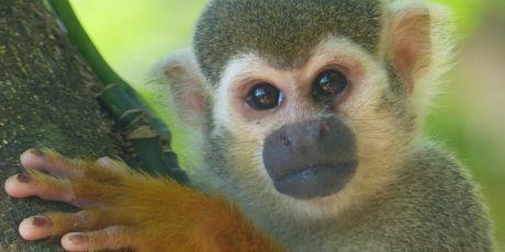 URGENT - #Ecologie - #AVAAZ France: Un cratère dans l'Amazonie? URGENT - #Ecologie - #AVAAZ France: Un cratère dans l'Amazonie?