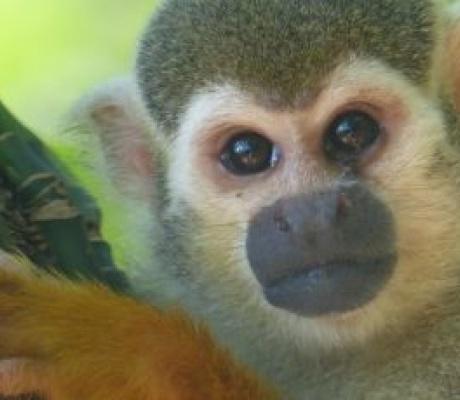 URGENT - #Ecologie - #AVAAZ France: Un cratère dans l'Amazonie? URGENT - #Ecologie - #AVAAZ France: Un cratère dans l'Amazonie?
