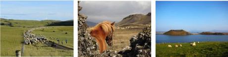 Island Tours – Vivre le ramassage des moutons comme un vrai fermier islandais !