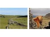 Island Tours Vivre ramassage moutons comme vrai fermier islandais
