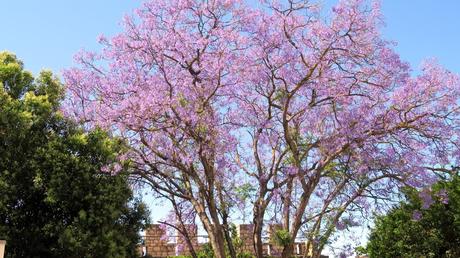 Un jacaranda : arbre magnifique, très répandu au Portugal Un jacaranda : arbre magnifique, très répandu au Portugal