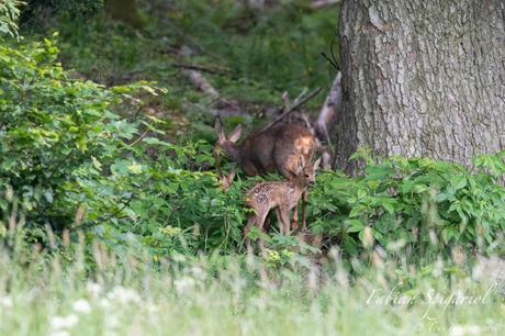 Chevrette et ses faons en lisière de forêt Chevrette et ses faons en lisière de forêt