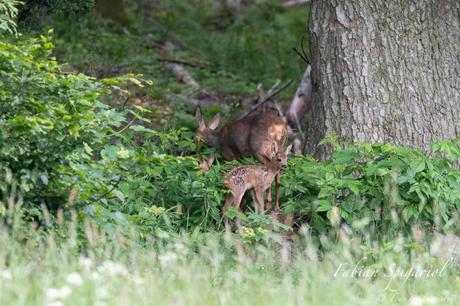 Chevrette et ses faons en lisière de forêt