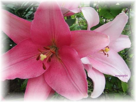 La France - Nos fleurs 