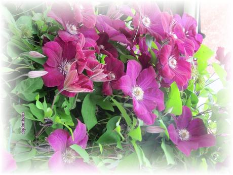 La France - Nos fleurs 