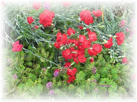 La France - Nos fleurs 