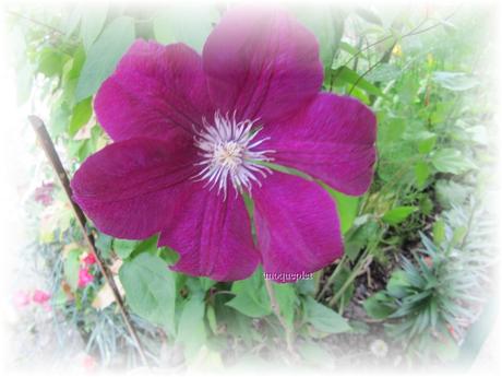 La France - Nos fleurs 