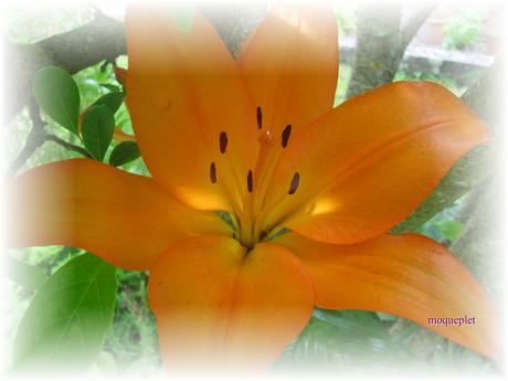 La France - Nos fleurs 