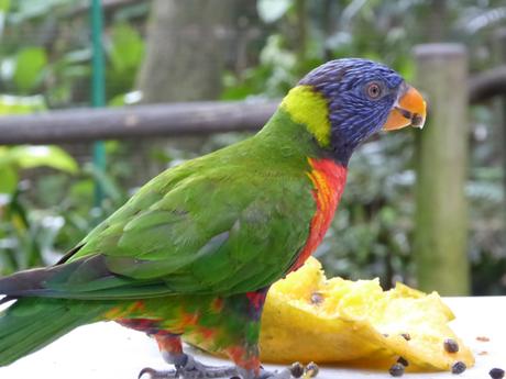 Guadeloupe… Les incontournables de Basse Terre