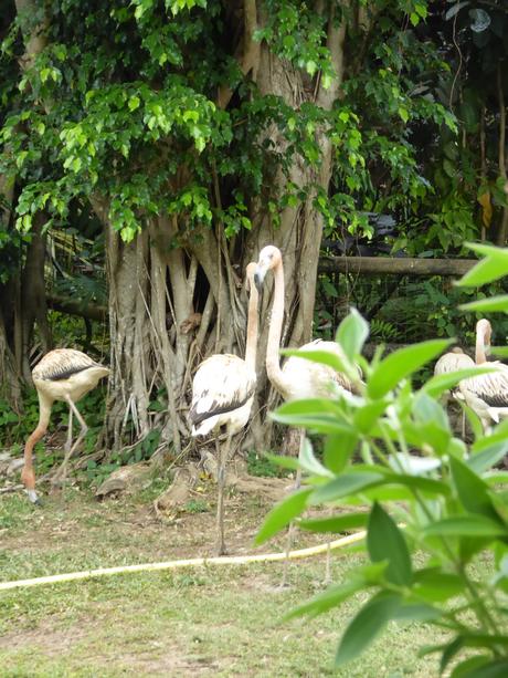 Guadeloupe… Les incontournables de Basse Terre