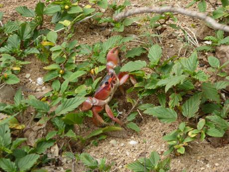 Guadeloupe… Grande Terre