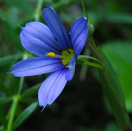 Bermudienne des montagnes (Sisyrinchium montanum)