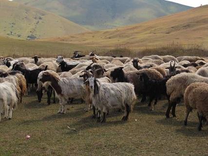 D'anciens génomes de chèvres révèlent plusieurs sources de population au cours de la domestication