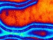 EBOLA protéines amyloïdes sperme favorisent transmission virale