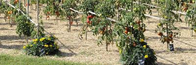 20 éme édition du Festival de la tomate et des saveurs les 8 et 9 septembre 2018