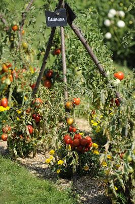 20 éme édition du Festival de la tomate et des saveurs les 8 et 9 septembre 2018