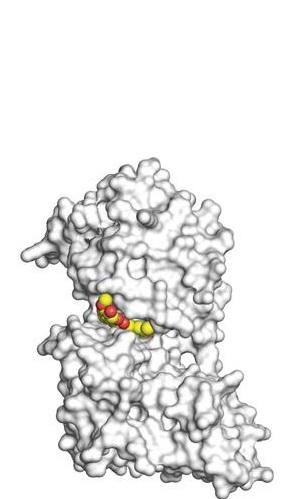CURCUMINE : Comment une enzyme du safran parvient à bloquer le cancer