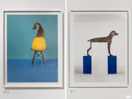 ✓ Les Rencontres de la Photographie : 49ème édition, Arles William Wegman Arles Les Rencontres de la Photographie 49e édition 2018