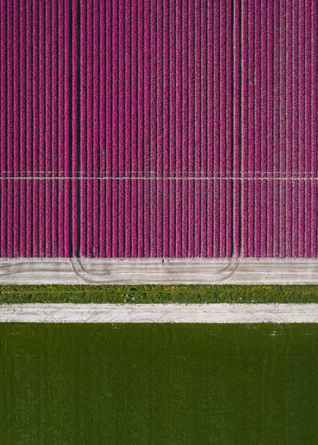 [PHOTOGRAPHIES] : Les champs de tulipes vus du ciel par Tom Hegen