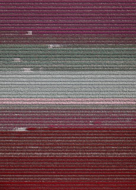[PHOTOGRAPHIES] : Les champs de tulipes vus du ciel par Tom Hegen