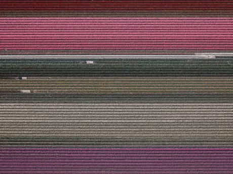 [PHOTOGRAPHIES] : Les champs de tulipes vus du ciel par Tom Hegen