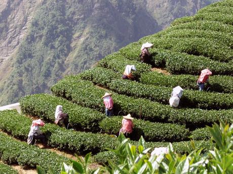 Thé de Taiwan – Histoire et régions productrices Thé de Taiwan – Histoire et régions productrices
