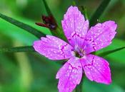 Œillet velu (Dianthus armeria)