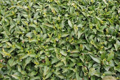 Sencha de Asamiya, cultivar Kôshun Sencha de Asamiya, cultivar Kôshun