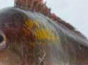 Éventail mérou, rôti truffes fouillis poireaux