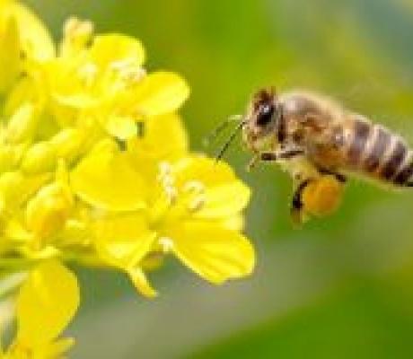 #AVAAZ - #Ecologie - 13 pays tuent le plan de sauvetage des abeilles !