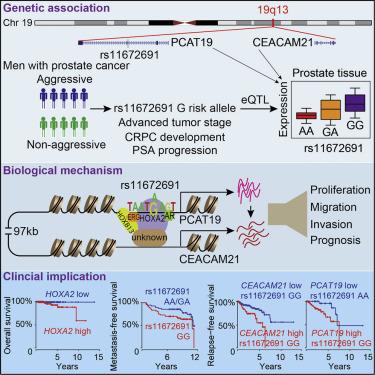 #cell #cancerdelaprostate #19q13 Biologie et Implications Cliniques du Locus de Susceptibilité au Cancer de la Prostate Agressif 19q13