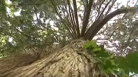 L'arboretum national des Barres va être fermé