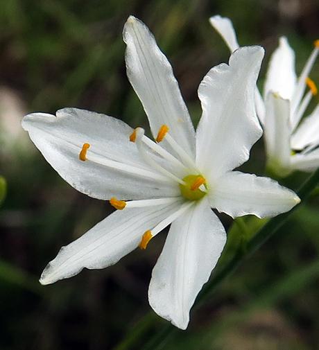 Phalangère rameuse (Anthericum ramosum)