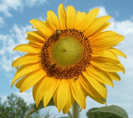 jardin,plantes,fleurs,loisirs,tournesols main verte